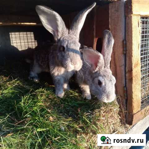 Кролик Великан Меленки - изображение 1