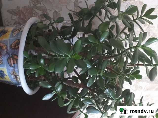 Денежное дерево Толстянка Владимир - изображение 1