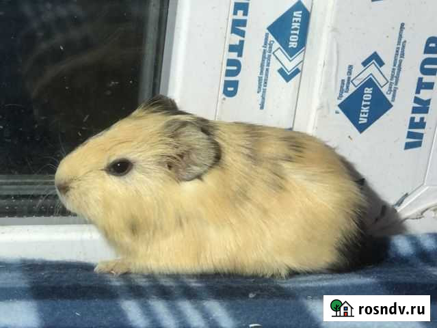Морские свинки малыши Первоуральск - изображение 1