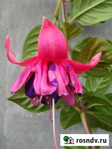 Фуксии Калуга - изображение 1