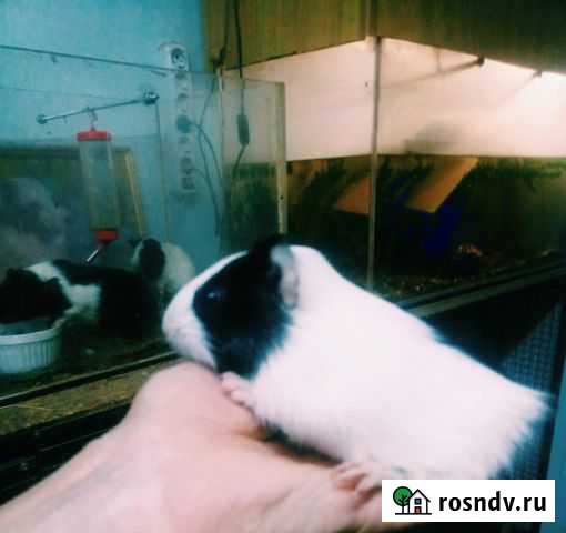 Морская свинка Елец - изображение 1