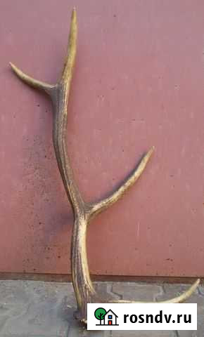 Рог изюбра Благовещенск - изображение 1