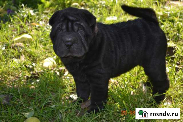 Темнее ночи Нижний Новгород - изображение 1