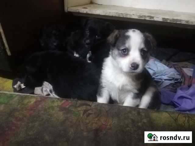 Собака в добрые руки щенок Стерлитамак - изображение 1