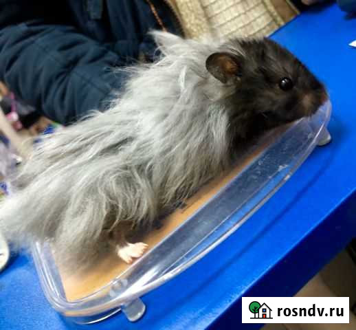 Хомяки сирийские, джунгарики, крысята, морские сви Брянск - изображение 1