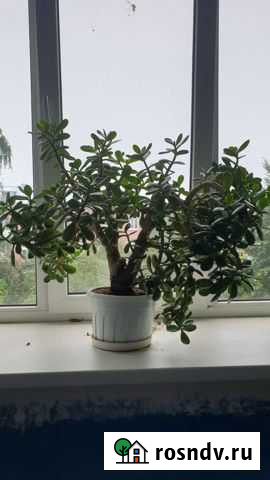 Денежное дерево Новомосковск - изображение 1