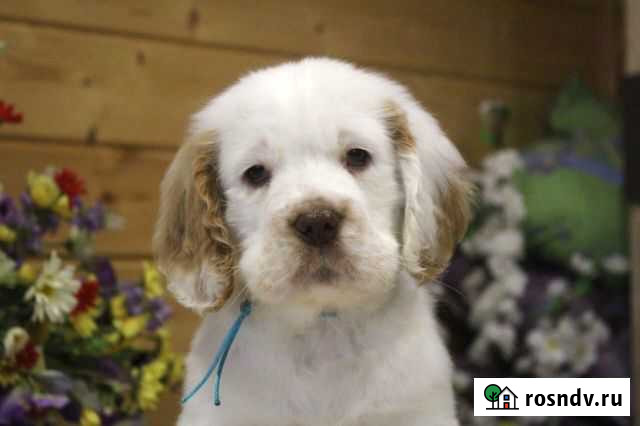 Щенки породы кламбер спаниель Барвиха - изображение 1