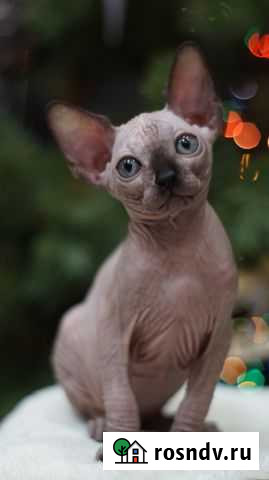 Канадский сфинкс Петропавловск-Камчатский - изображение 1