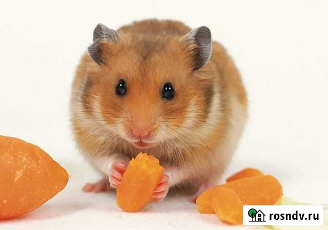 Ангорские и сирийские хомячки Нижний Новгород - изображение 1