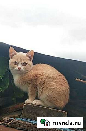 Котята Тюмень - изображение 1