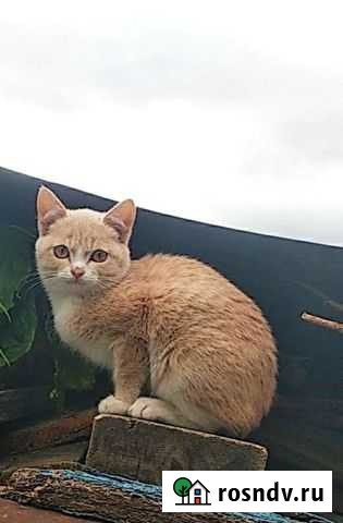 Котята Тюмень - изображение 1