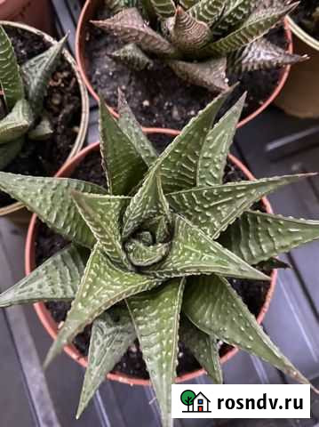 Хавортия Пятигорск - изображение 1