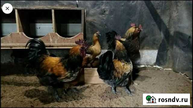 Куры, петухи, цыплята, яйца Ухейилюй, Лакеданзи Дубовое - изображение 1