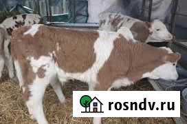 Быки Тоцкое - изображение 1