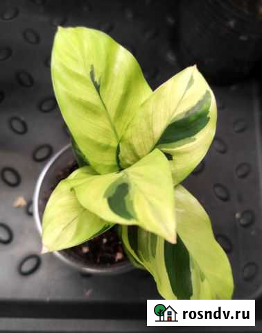 Калатея тай бьюти Нальчик - изображение 1