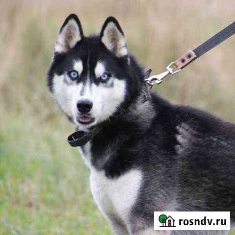 Голубоглазый Сибирский хаски ищет дом Чехов