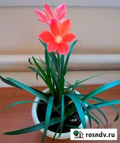 Валотта,сеткреазия и др цветы Красногорск - изображение 1