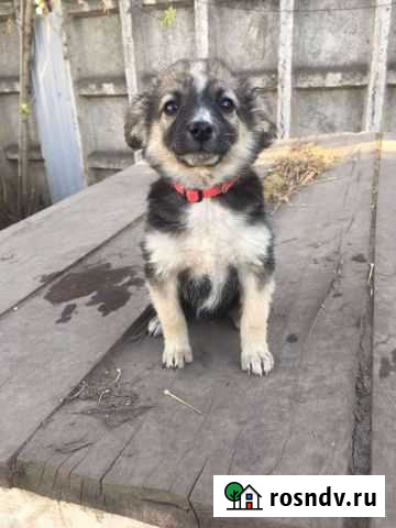 Щенок в добрые руки Курск - изображение 1