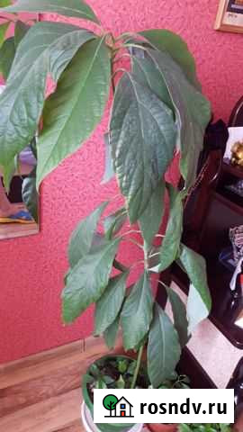 Авокадо Салават - изображение 1