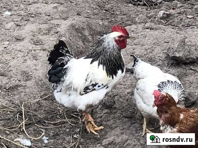 Петух Сергиев Посад - изображение 1