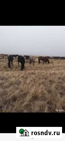 Жеребчик Соль-Илецк - изображение 1