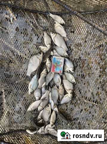 Живец карася Шемышейка - изображение 1