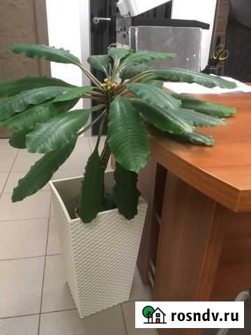 Молочай беложильный Петрозаводск - изображение 1