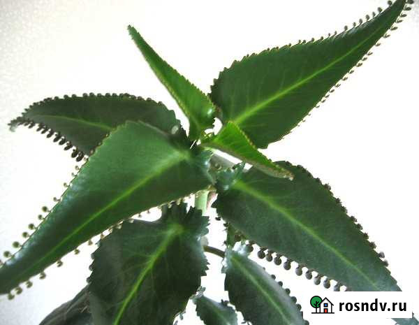 Каланхоэ чихательный Липецк - изображение 1