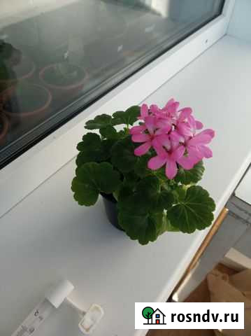 Пеларгония Биробиджан - изображение 1