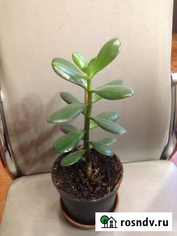 Толстянка Калуга - изображение 1