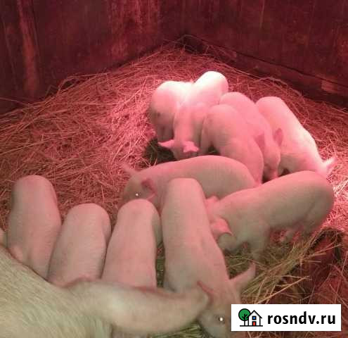 Активные на выбор Шаранга - изображение 1