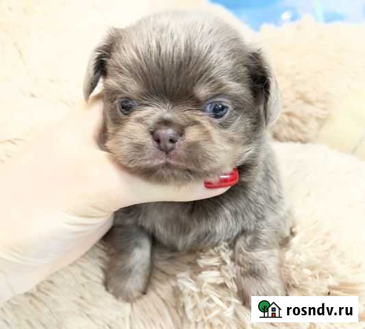 Щенки чихуахуа мини и стандарт Симферополь - изображение 1