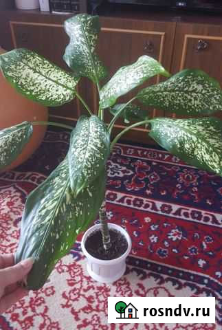 Диффенбахия Ульяновск - изображение 1