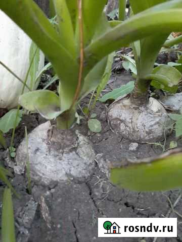 Индийский лук Земетчино - изображение 1