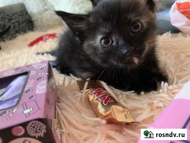 Котята Старый Оскол - изображение 1