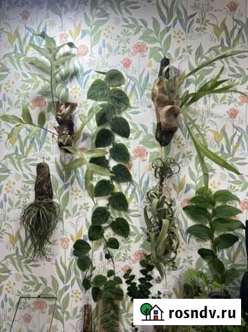 Монстера dubia Жуковский - изображение 1