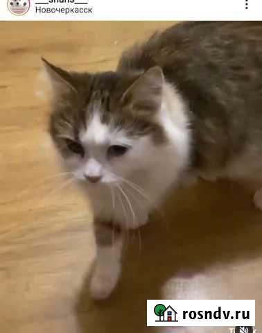 Кошка Новочеркасск - изображение 1