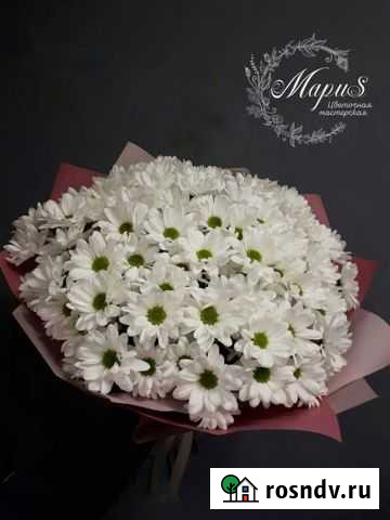 Хризантема Вологда - изображение 1