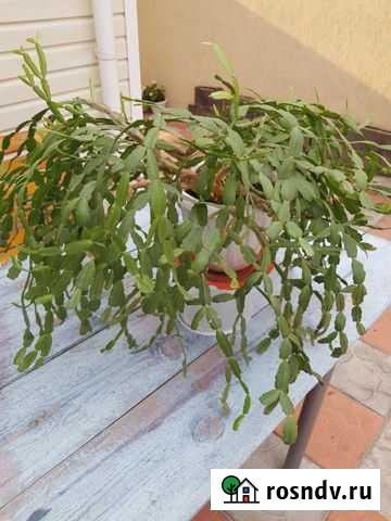 Цветы декабристы Магнитогорск - изображение 1