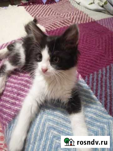 Кошка в дар Балаково - изображение 1