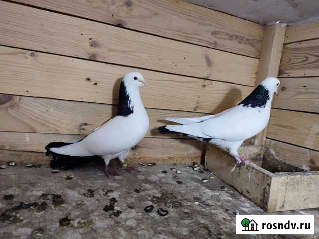 Продаю голубей Кущевская - изображение 1