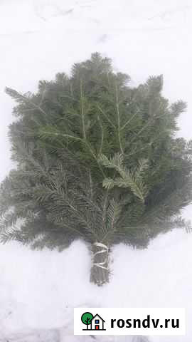 Веник пихтовый Красноярск - изображение 1