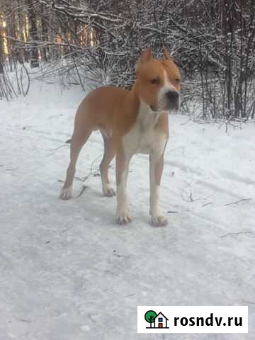 Вязка стаффордширский терьер Воронеж - изображение 1