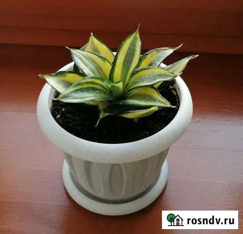 Сансевиерия Голден Ханни Кемерово - изображение 1