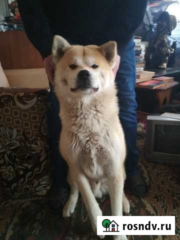 Акита ину вязка Электросталь - изображение 1