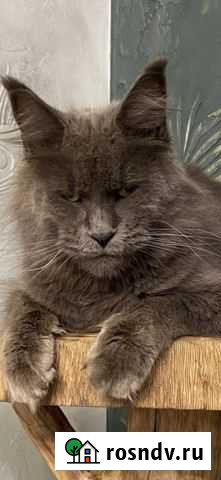 Мейн-кун Магнитогорск - изображение 1