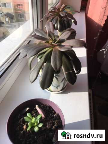 Суккулента Ярославль - изображение 1