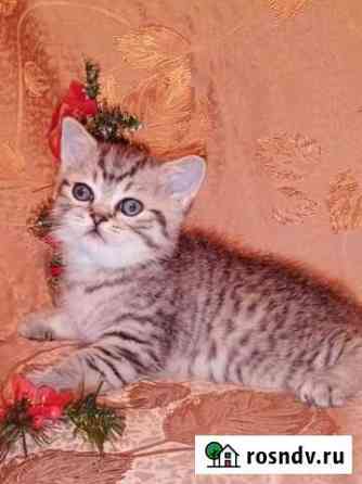 Шотландские мимишные котоподарочки Нижний Новгород