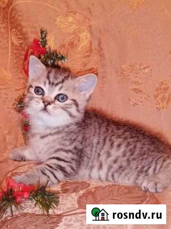 Шотландские мимишные котоподарочки Нижний Новгород - изображение 1