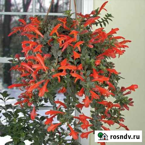 Калумнея Каменск-Уральский - изображение 1